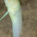 jawfish_yellowhead_dw_wc_v_0196_tci0548.jpg